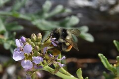 Bombus vancouverensis vancouverensis