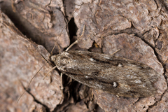 Semioscopis oculella