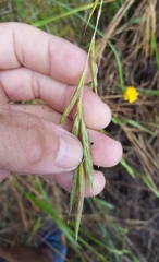 Brachypodium flexum