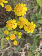 Packera glabella