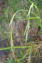 Brachypodium flexum