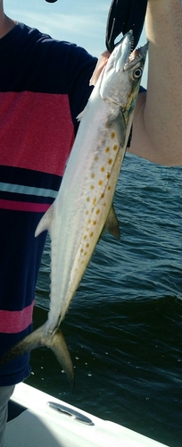 Scomberomorus maculatus
