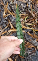 Blechnum australe