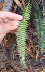 Blechnum australe