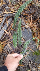 Blechnum australe