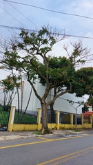 Spathodea campanulata