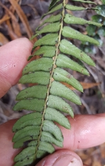 Blechnum australe