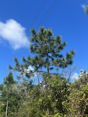 Pinus caribaea