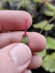 Geranium yeoi