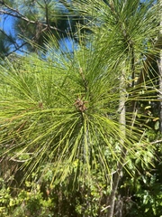 Pinus caribaea
