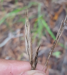 Bromus leptoclados