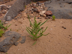 Plantago phaeostoma