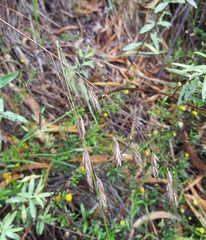 Bromus leptoclados