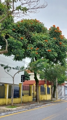 Spathodea campanulata