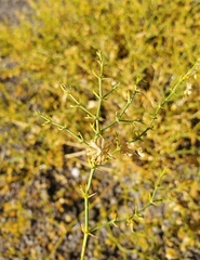 Fagonia chilensis