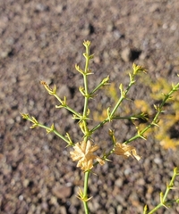 Fagonia chilensis