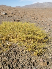 Fagonia chilensis