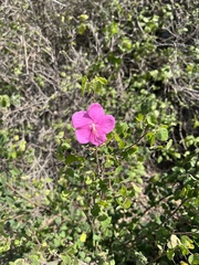 Pavonia lasiopetala