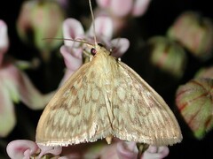 Crocidophora serratissimalis