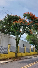 Spathodea campanulata