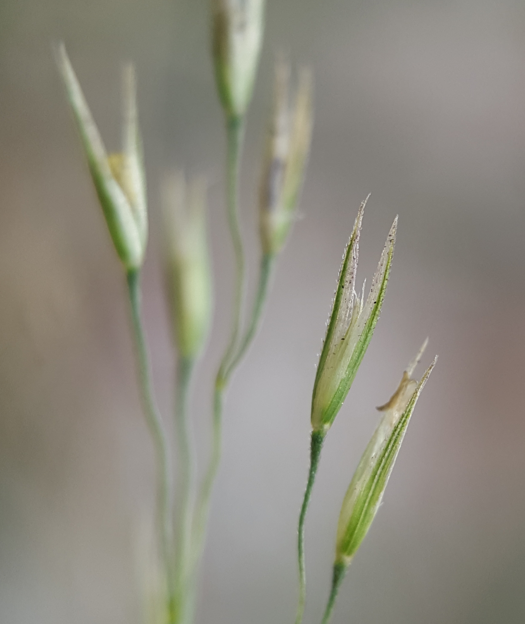 (c) François Rousseu, certains droits réservés (CC BY-NC) https://www.inaturalist.org/observations/149419308