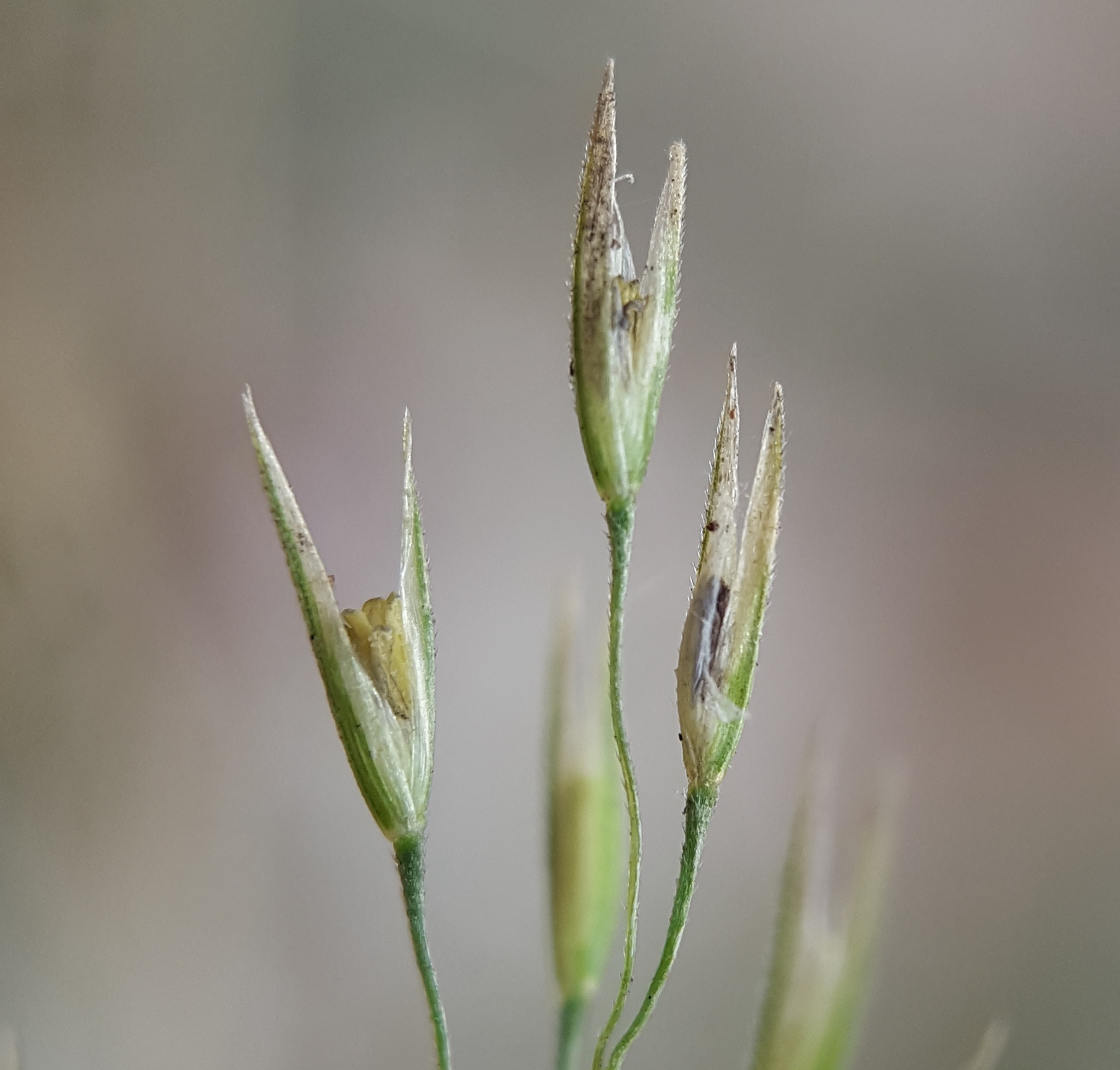 (c) François Rousseu, certains droits réservés (CC BY-NC) https://www.inaturalist.org/observations/149419308