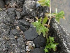 Hygrophila polysperma
