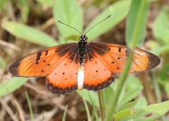 Acraea natalica