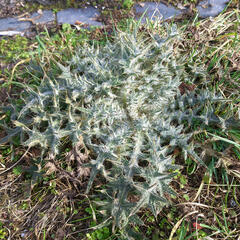 Cirsium vulgare