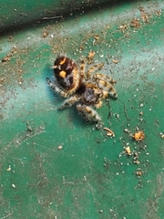 Phidippus audax