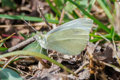 Pieris rapae