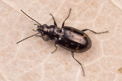 Bembidion obliquum