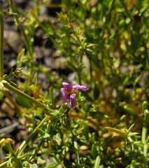 Fagonia chilensis