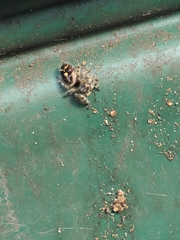 Phidippus audax