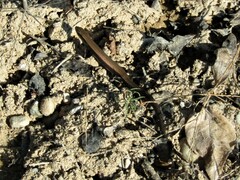 Ablepharus kitaibelii