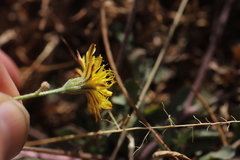 Crepis