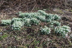 Galanthus nivalis