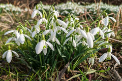 Galanthus nivalis