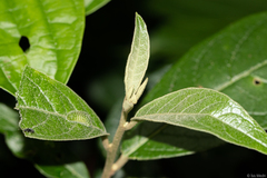 Cestrum strigilatum