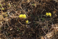 Crepis