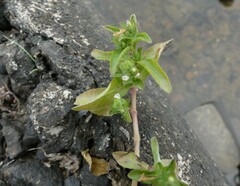 Hygrophila polysperma