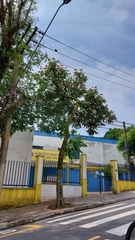 Spathodea campanulata