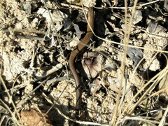 Ablepharus kitaibelii