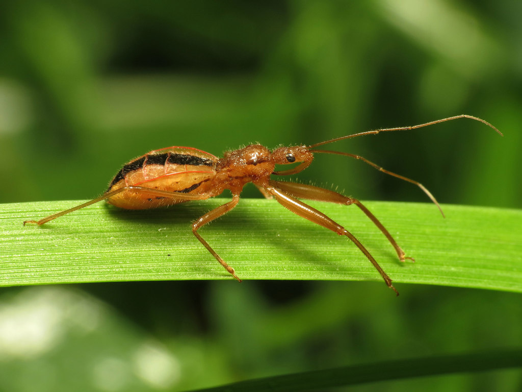 Fitchia aptera