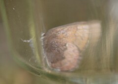 Callophrys augustinus