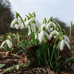 Galanthus nivalis