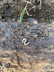 Blaniulus guttulatus