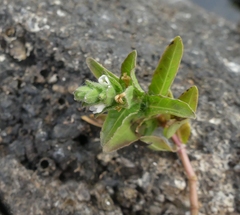 Hygrophila polysperma