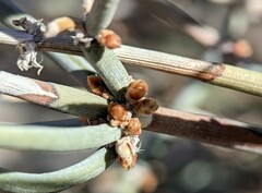Ephedra aspera