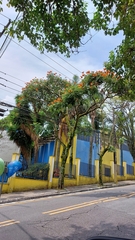 Spathodea campanulata